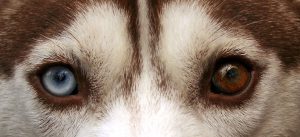 Siberian husky eyes jpg