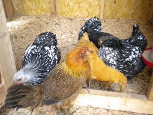 Chickens In Doorway